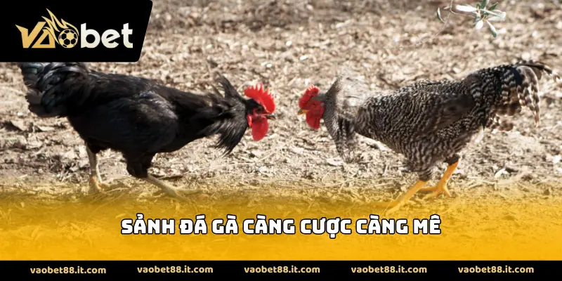 Sảnh đá gà càng cược càng mê